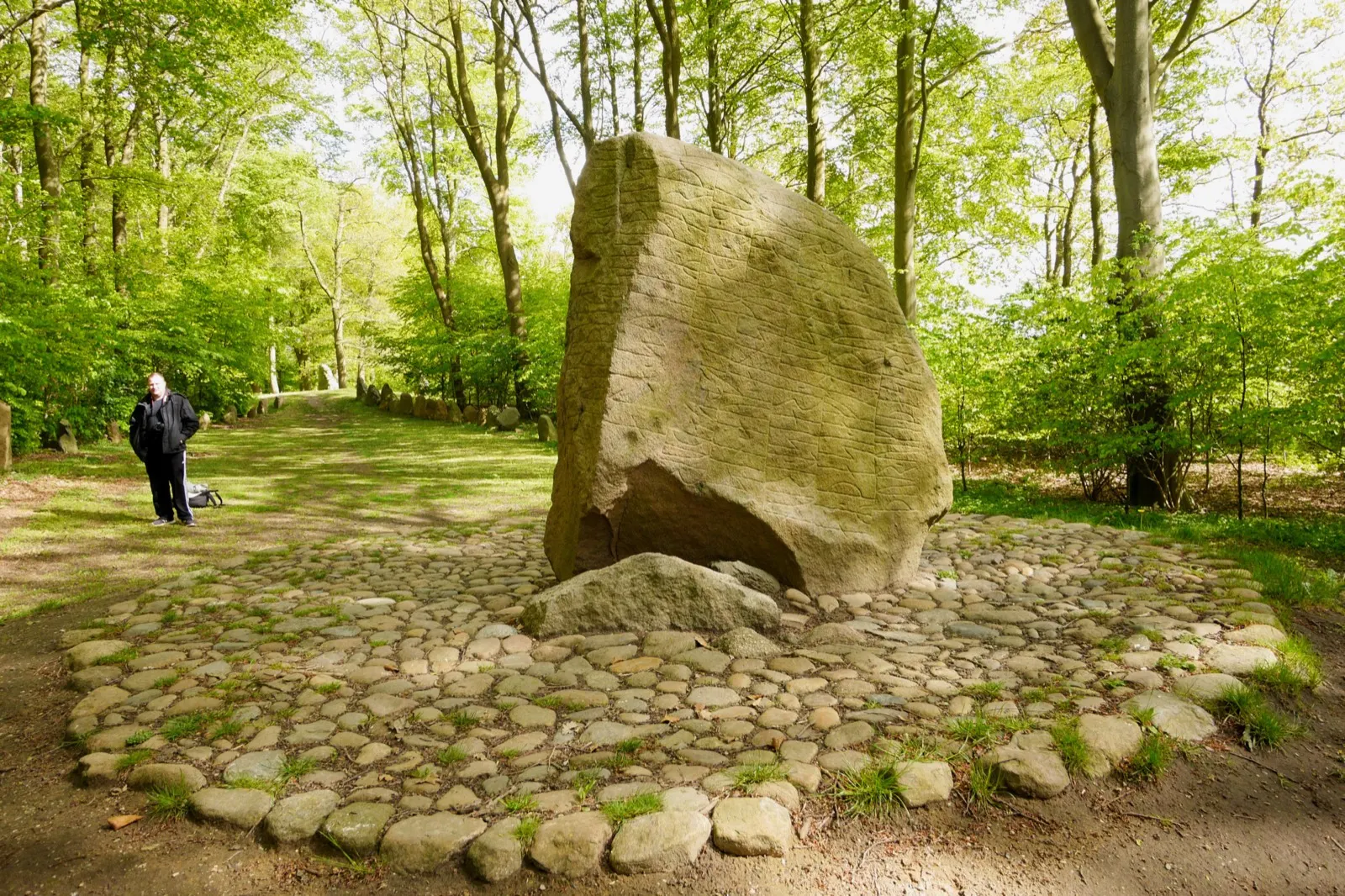 The Glavendrup runestone standing on a bed of cobbles in a beech wood, with a visitor on the path beside it for scale